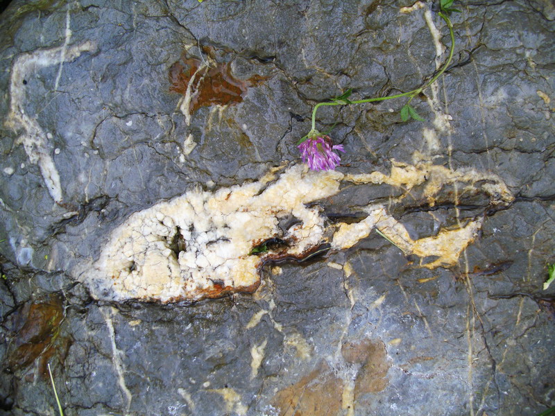Beschreibung: Beschreibung: Beschreibung: Beschreibung: Beschreibung: Beschreibung: Beschreibung: Beschreibung: Beschreibung: Beschreibung: Beschreibung: C:\hpneu\Megalodonte09redb.jpg